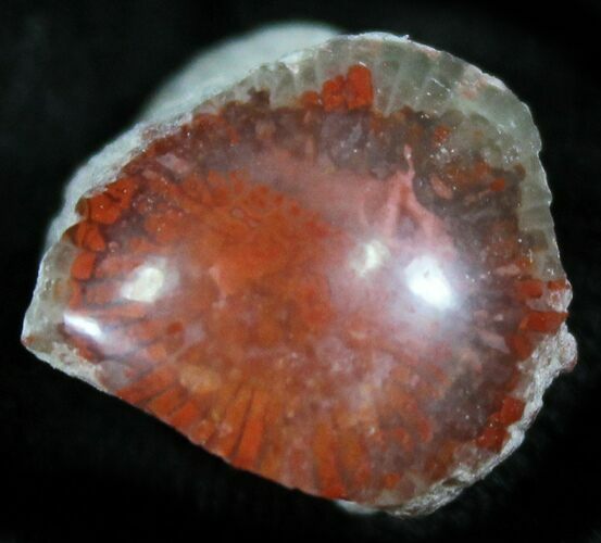 Pennsylvanian Aged Red Agatized Horn Coral - Utah #26398